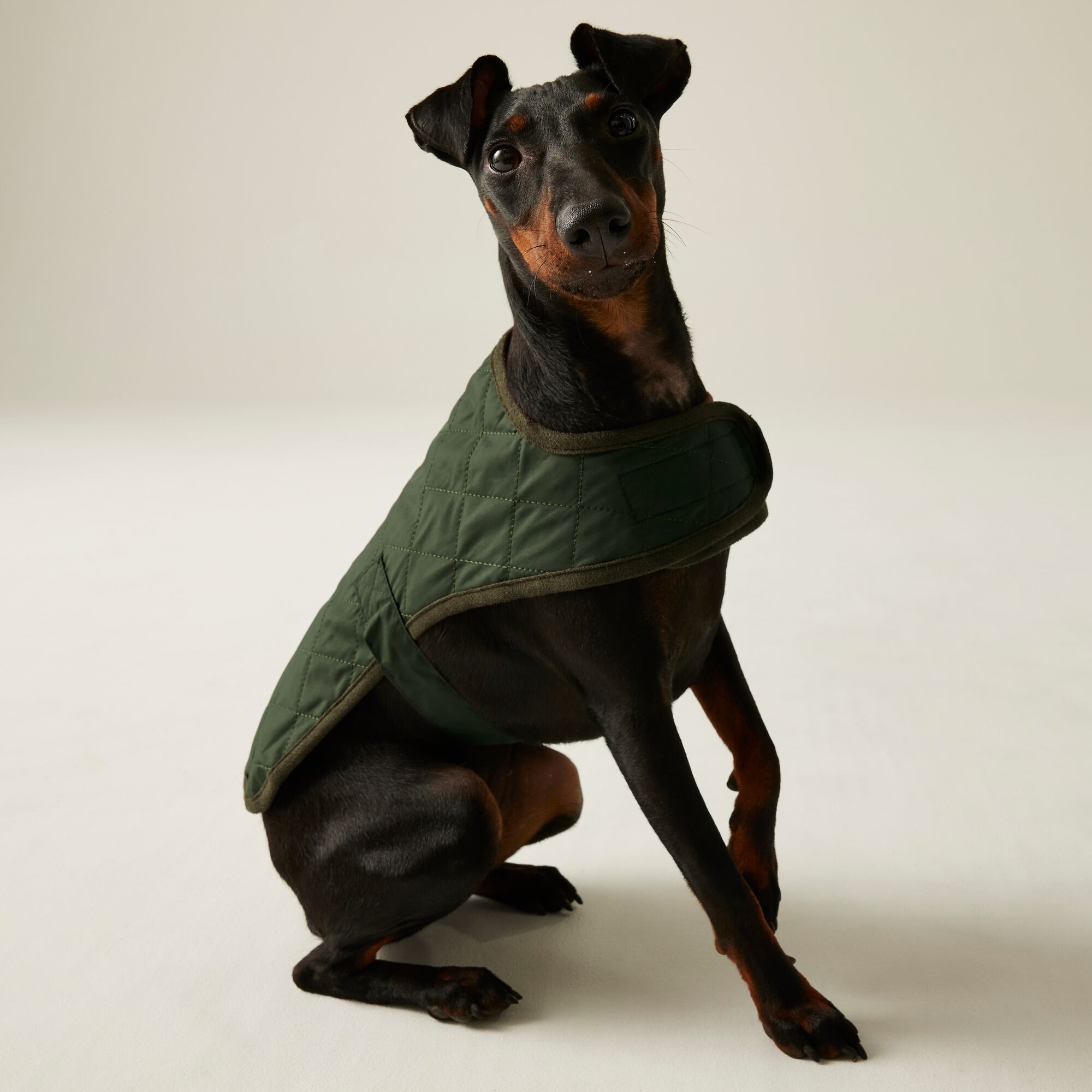 Regatta Odie Quilted Dog Coat Size: L Unisex Green